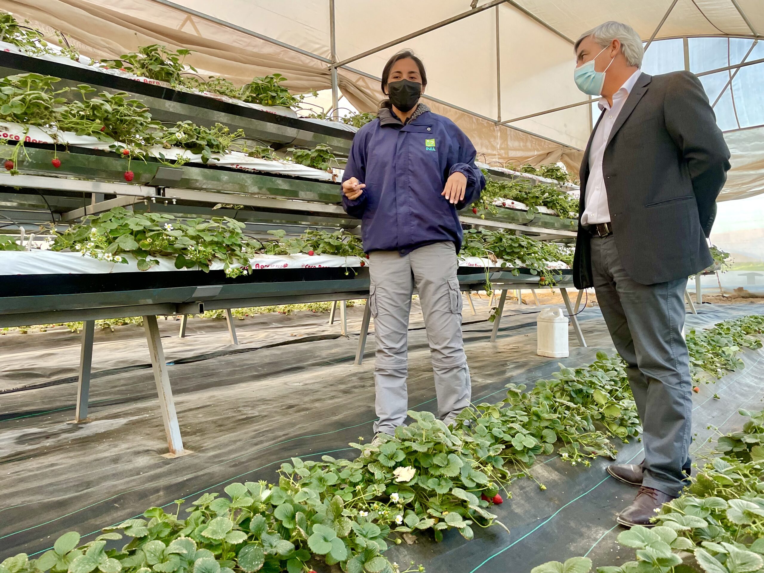 Arica apuesta por el desarrollo de cultivos verticales, Proyecto beneficia a 41 familias agricultoras￼