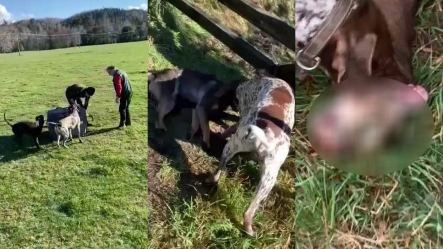 Rechazan acto de crueldad animal de especie protegida que involucra a funcionario público