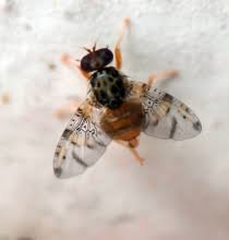 Tras seis meses de intensas medidas de control: SAG concluye campaña de erradicación de mosca de la fruta en Pozo Almonte￼￼