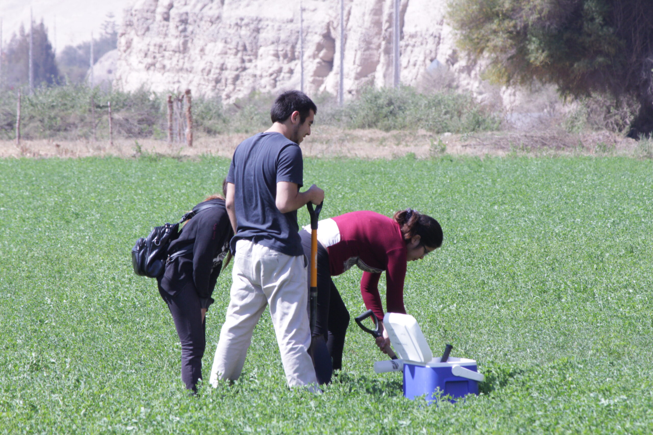 Bacterias contra las plagas: Investigadores de la UTA y UC Davis Chile desarrollan tecnología para reemplazar pesticidas en la agroindustria