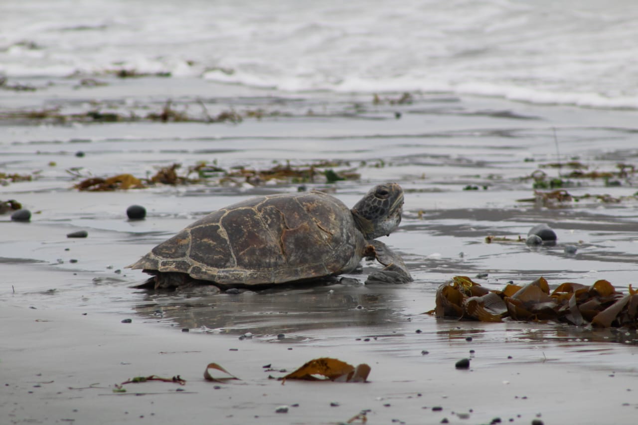Sernapesca y Parque Safari logran exitosa reinserción de tortuga marina a su hábitat tras rescate y rehabilitación￼