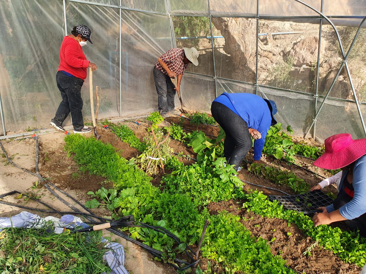 Agricultores de Macaya salen adelante con hortalizas bajo invernadero