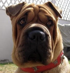 ¿Somos el mejor amigo del perro?￼