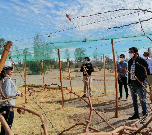 Sernatur Tarapacá otorga «Sello R” a la Ruta del Vino￼