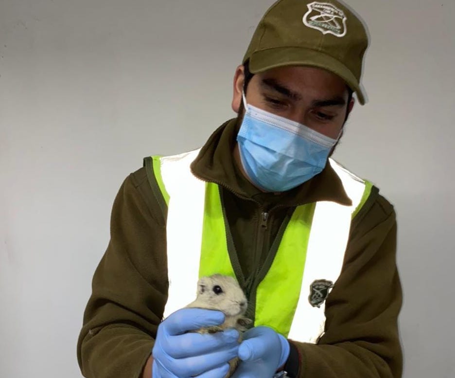 Carabineros descubre 27 Cuyes de la Puna que ocultaban en portaequipaje de minibús