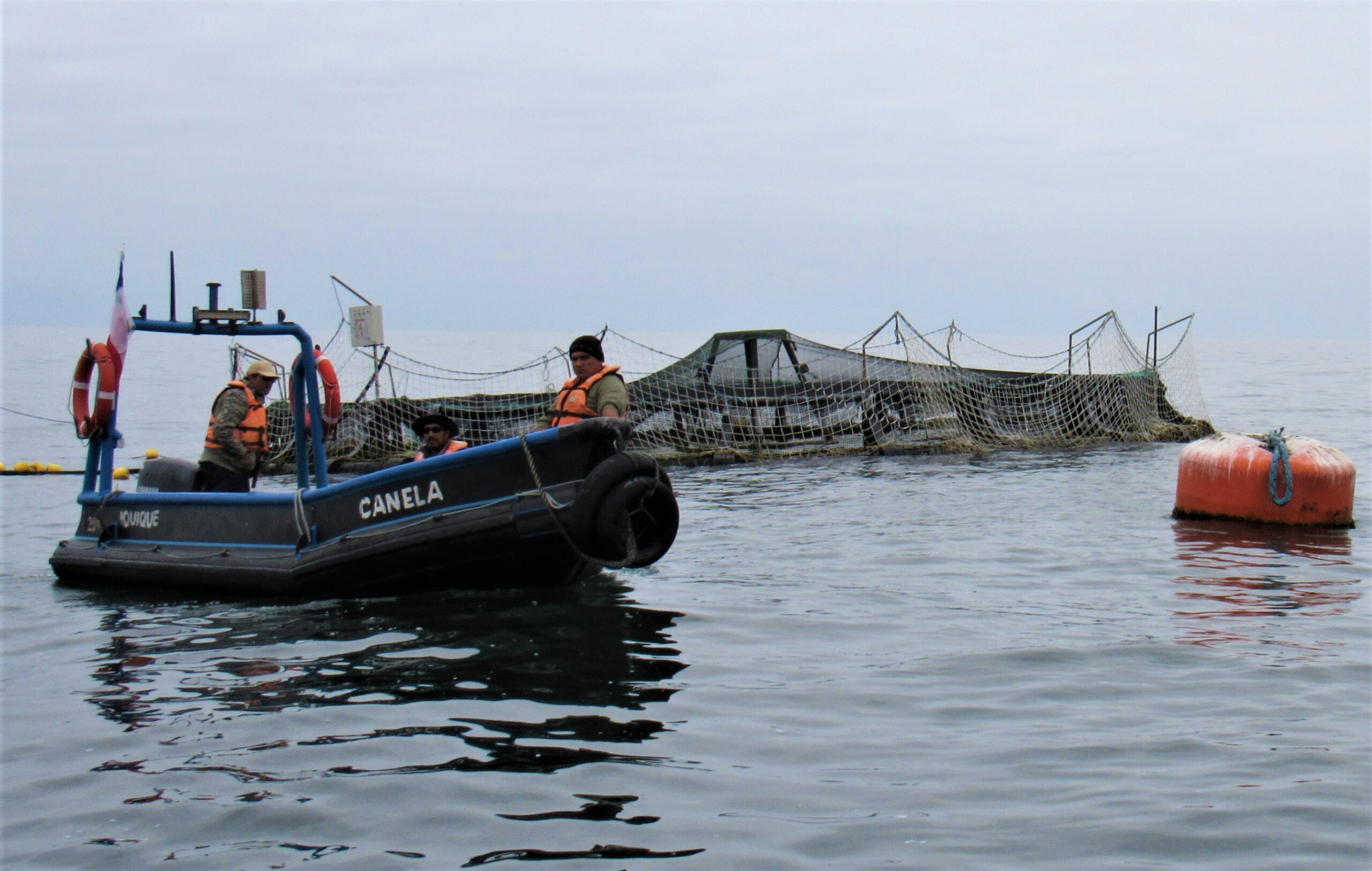 Destacan avances de cultivo de corvinas en Huayquique￼