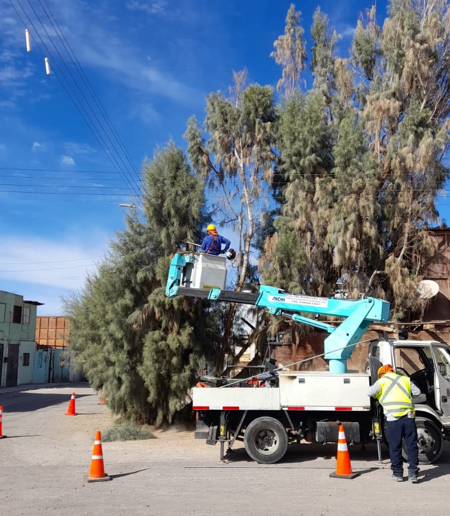 Jueves 8 de septiembre: CGE programó poda preventiva en localidad de Pica