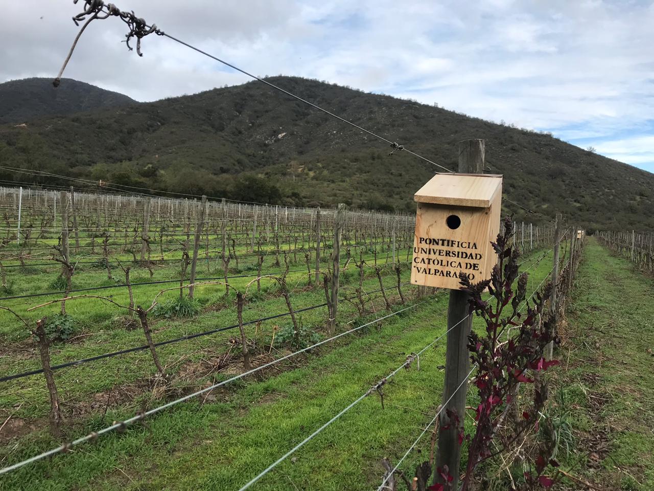 Vino chileno en peligro: Expertos presentarán formas de enfrentar cambio climático