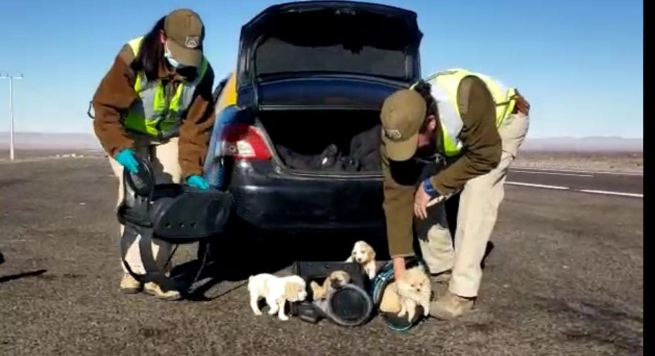Detenido por Maltrato Animal (Ley 21.020); transportaban diez cachorros en portamaletas de taxi