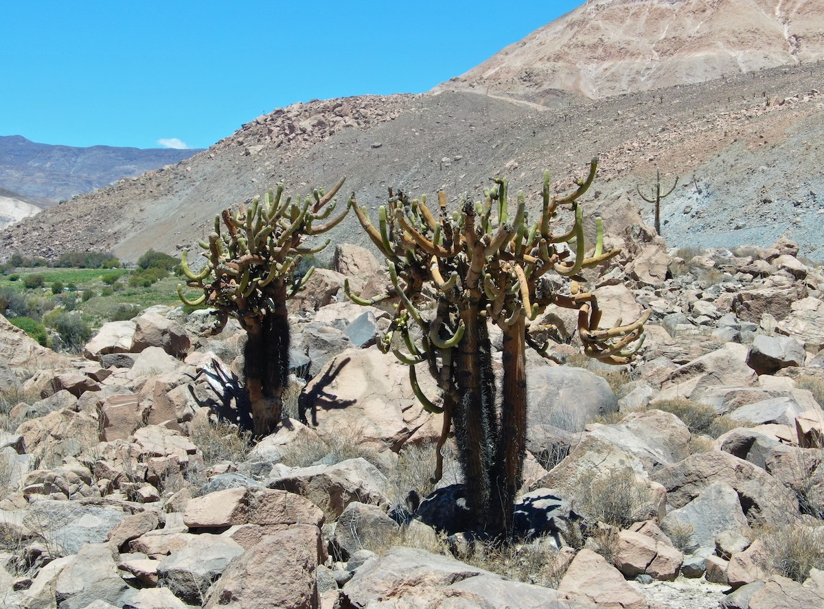 CONAF en Camiña: Con tecnología de punta monitorean cactus con problemas de conservación