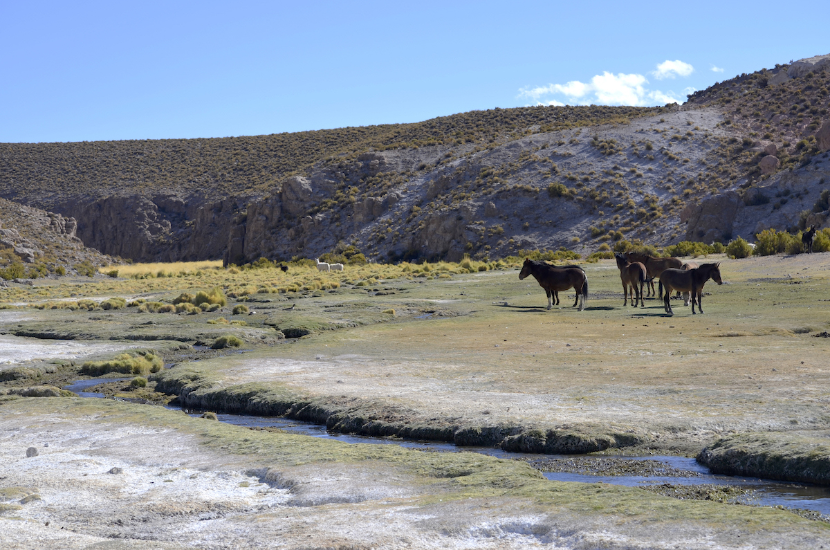 LabAncestral Tarapacá participará en “Encuentro Nacional Nodos-ANID en Santiago”