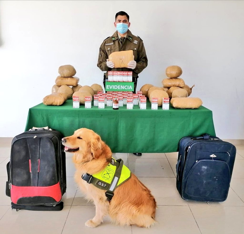 Can «Flavia» de Carabineros detectó 31 kilos 716 gramos de drogas
