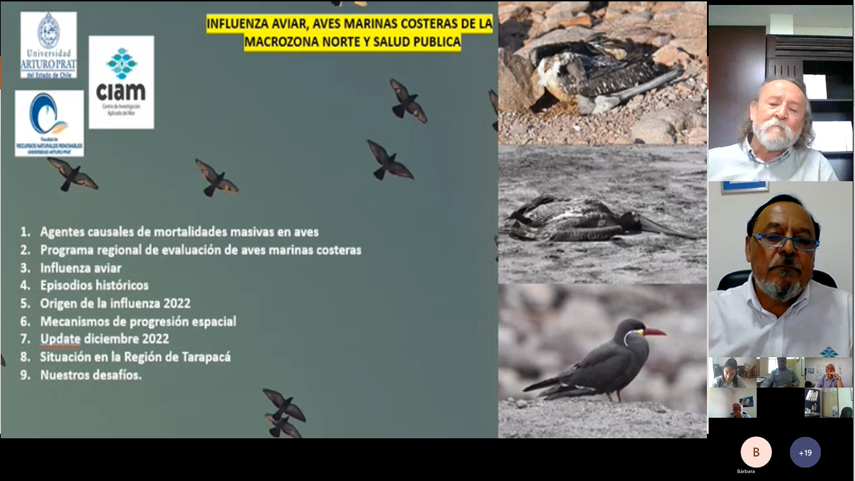 Investigadores llaman a tomar precauciones ante el avance de influenza Aviar en zona norte