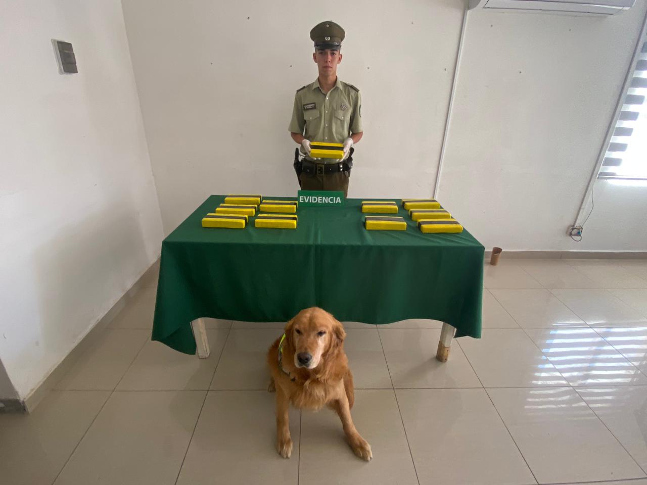 Olfato de «Ancor» delató a pareja que traslada cerca de 59 mil dosis de drogas