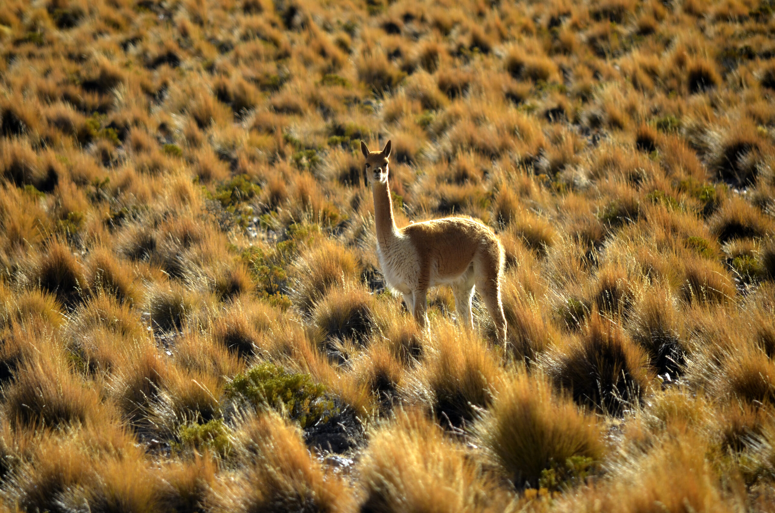 Un gran año para la ciencia y el rescate de prácticas ancestrales en la Provincia del Tamarugal arrojó este 2022 para LabAncestral