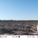 Hacen llamado a tenencia responsable de mascotas para disminuir impacto en fauna nativa