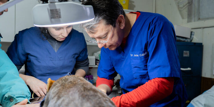 Fauna nativa: En Chile habitan más de 100 especies en peligro crítico