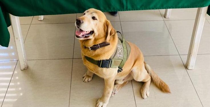 Pasajera transportaba droga adosada a su cuerpo; can «Didier» la detectó