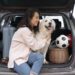 Cinco consejos para viajar seguro con tu perro