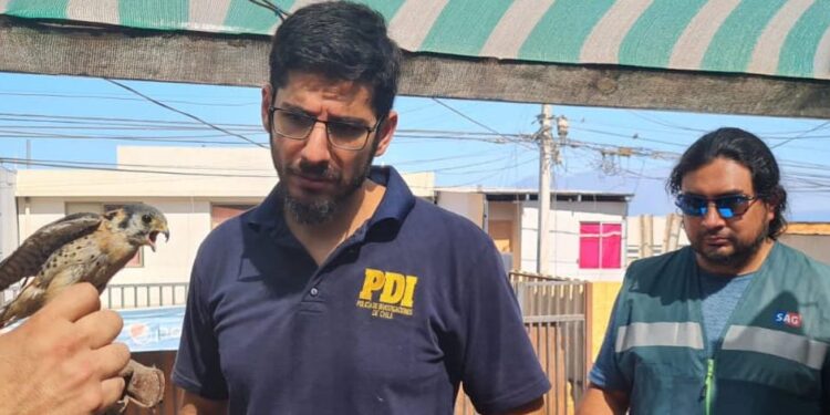 Bidema de la PDI recuperó dos aves silvestres en domicilio del sector norte de Antofagasta