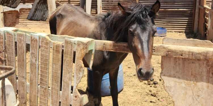 En sector de Palo Buque encontraron caballo criollo en estado deplorable