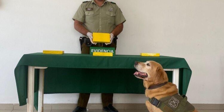 Can Didier detectó a pasajeros que viajaban con más de 4 kilos de drogas