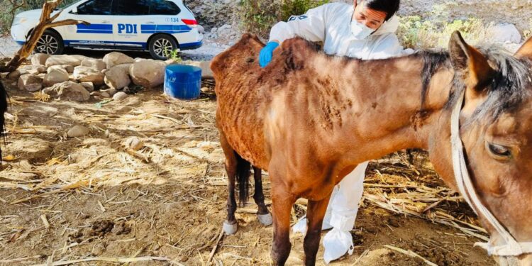 PDI detuvo a imputado por maltrato animal