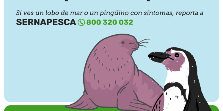 Sernapesca informa caso positivo de influenza aviar en pingüino de la región de Coquimbo