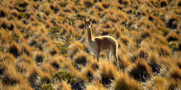 LabAncestral prepara borrador con resultados obtenidos del trabajo realizado con las comunidades del Tamarugal