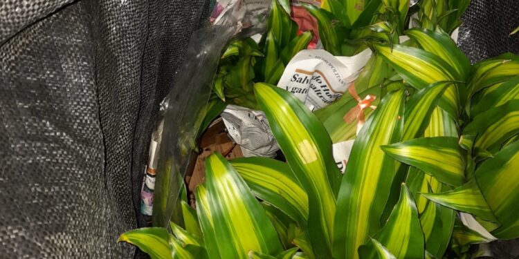 SAG Tarapacá intercepta en Colchane más de 100 plantas ornamentales de ingreso clandestino