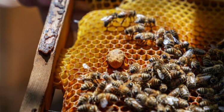 Proteger a las abejas cuida la agricultura y los alimentos