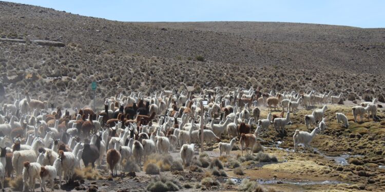 Ministerio de las Culturas reconoce como patrimonio inmaterial el sistema de ganadería camélido