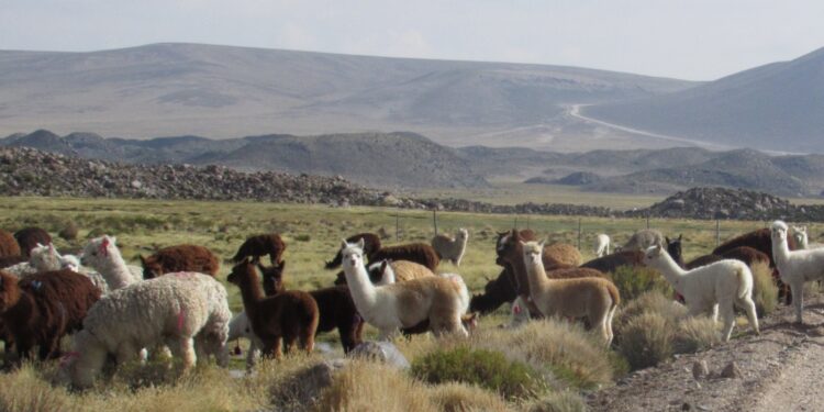 CORFO difundió programa que busca coordinar a la ganadería regional