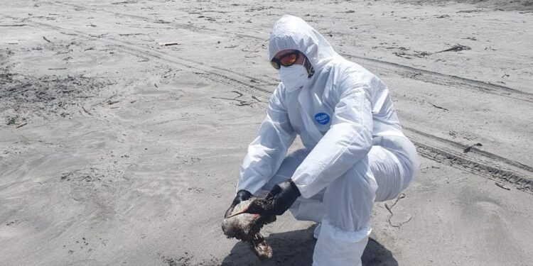 SAG Tarapacá anuncia el cierre de 7 zonas bajo control sanitario por Influenza aviar