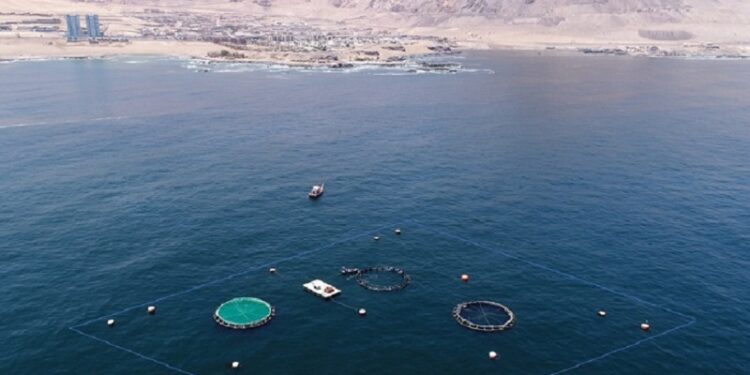 Proyectos Cultivo de Corvina y Vino del Desierto mostraron resultados a estudiantes y docentes