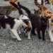 Colmevet Chile: «Coronavirus (FCoV) felino no se transmite al ser humano»