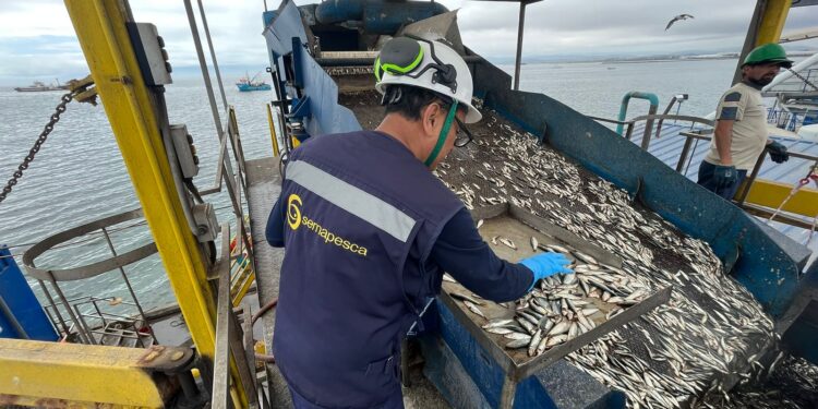 Sernapesca informa que más de 11 mil animales marinos han sido afectados por la influenza aviar