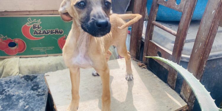 PDI investiga dos casos de maltrato animal