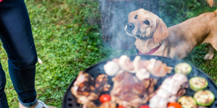 Fiestas patrias y cómo evitar “dolores de cabeza” con las mascotas
