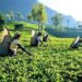 En Chile el té de Sri Lanka se consume desde hace más de 50 años
