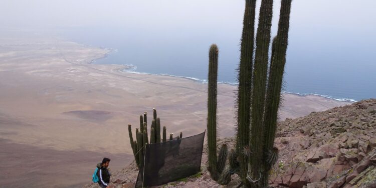Oasis de niebla Punta Gruesa es oficialmente Santuario de la Naturaleza