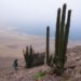 Oasis de niebla Punta Gruesa es oficialmente Santuario de la Naturaleza