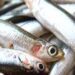 Sernapesca reafirma su rol fiscalizador en la extracción de la anchoveta en Tarapacá