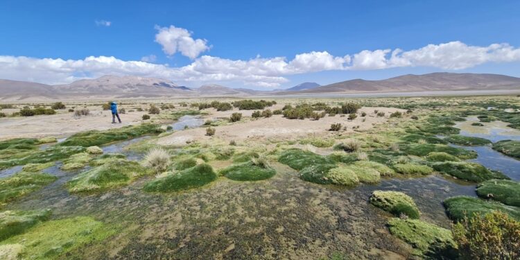 Primer Tribunal Ambiental aprueba conciliación en la demanda por daño ambiental en contra de Compañía Minera Cerro Colorado