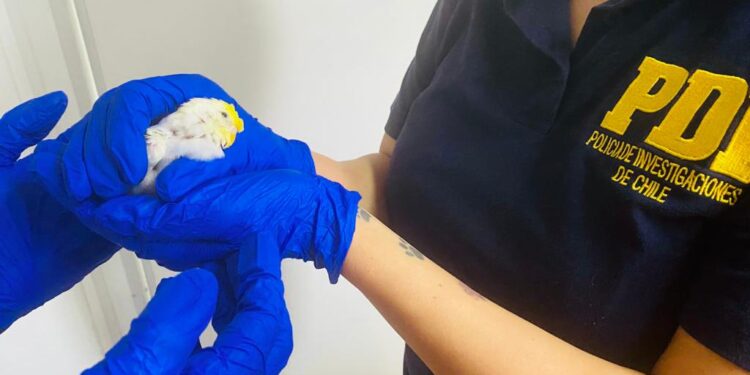 PDI Arica incauta aves protegidas en Complejo Fronterizo Chacalluta