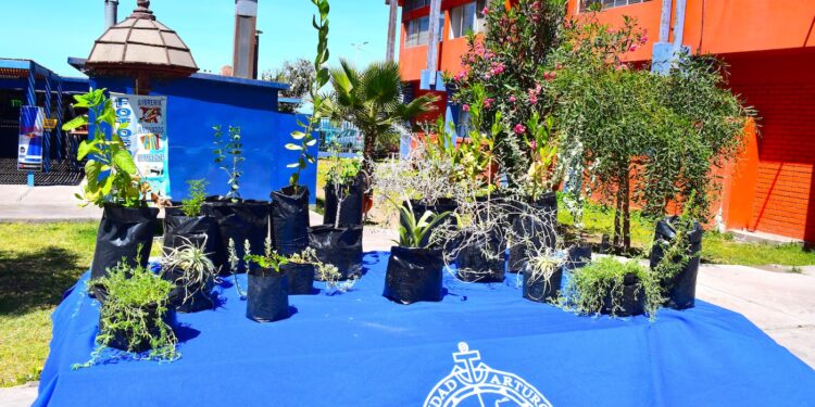 Proyecto aportará modelo de áreas verdes con mínimo consumo hídrico en Iquique gracias a plantas del desierto   