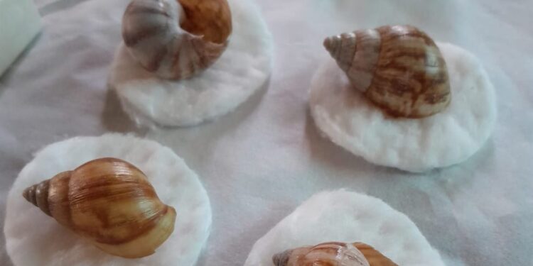 SAG Tarapacá busca generar conciencia sobre los riesgos del caracol gigante africano