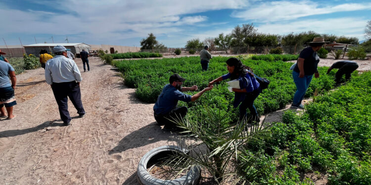 Directora nacional de INIA y seremi de Agricultura visitan proyecto de asesoría técnica en Pozo Almonte