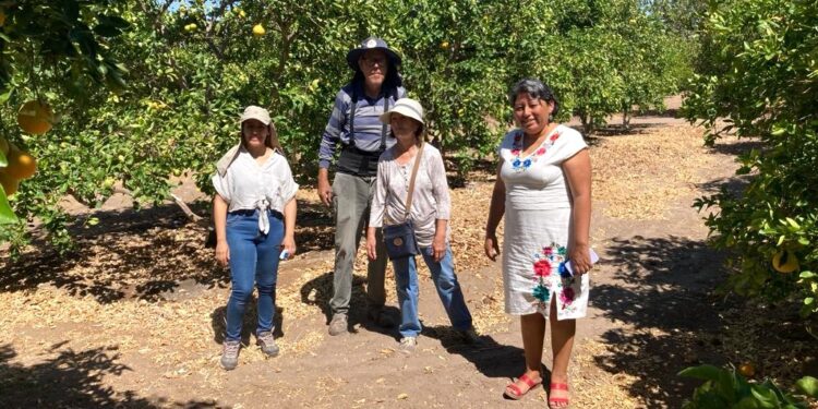 Aumentan productividad de cítricos a través nueva tecnología hídrica en Pica, Matilla y Quisma