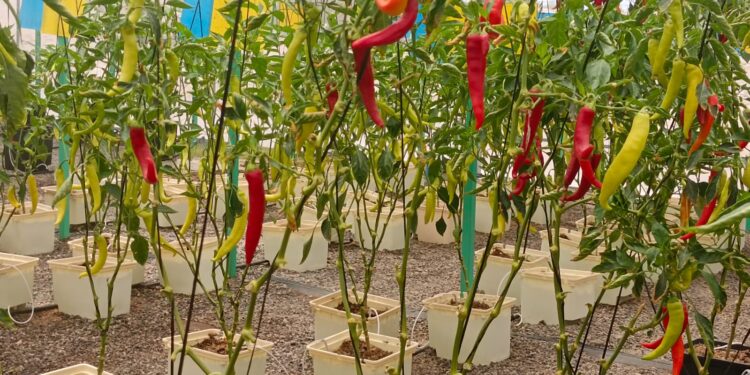 Con amplia participación, investigadores de INIA Intihuasi dieron a conocer sus proyectos en Congreso Agronómico de Iquique